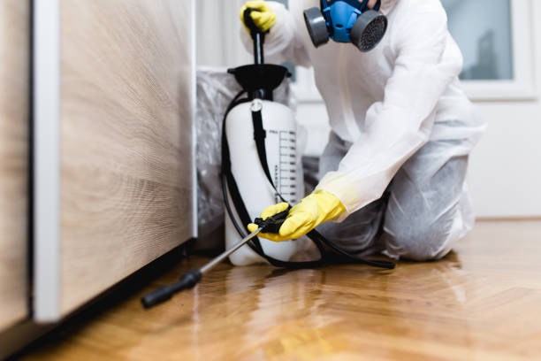 Best Affordable Pest Control Services  in Borrego Springs, CA