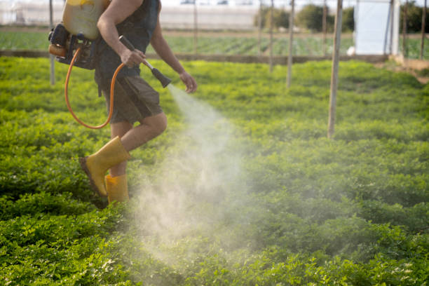 Best Pest Control for Homes  in Borrego Springs, CA