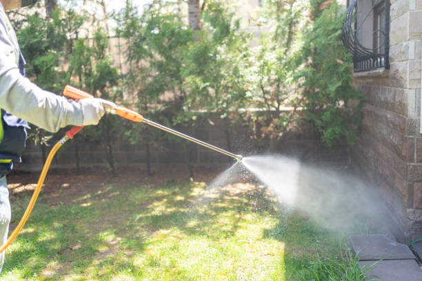 Best Flea Control Services  in Borrego Springs, CA