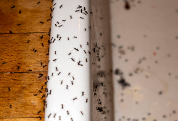 Best Wasp Removal Services  in Borrego Springs, CA