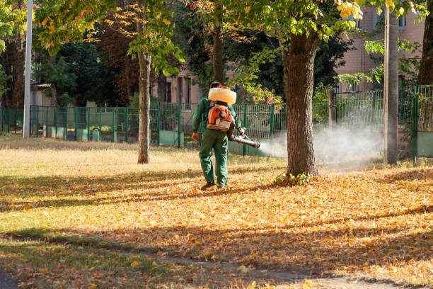 Best Pest Removal Services  in Borrego Springs, CA