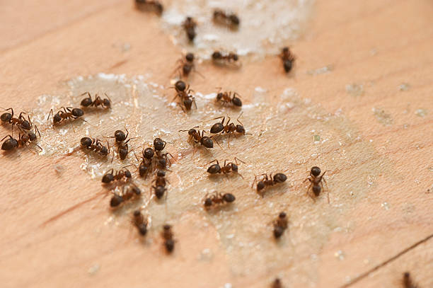 Best Termite Control Services  in Borrego Springs, CA