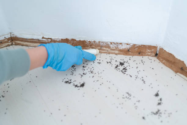 Best Pest Control for Restaurants  in Borrego Springs, CA